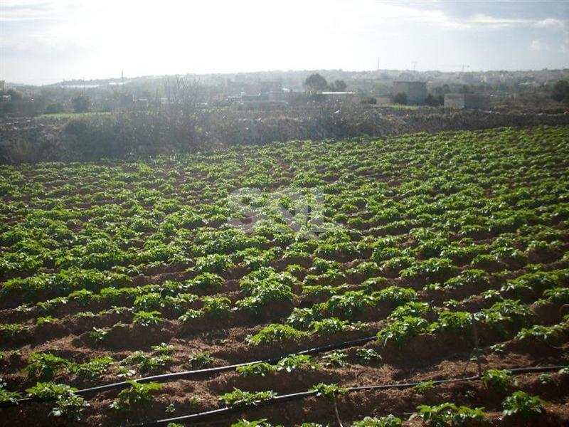 Farmhouse in Zabbar To Rent