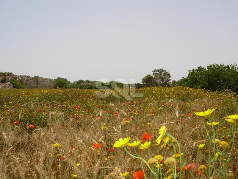 Non-urban Land in Gharghur For Sale